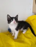 ALEK