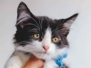 Gato raça SRD ( SEM RACA DEFINIDA) idade 2 a 6 meses nome ALEK