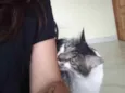 Kiri