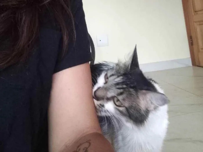 Gato ra a Angorá  idade 2 anos nome Kiri