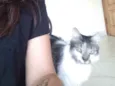 Kiri