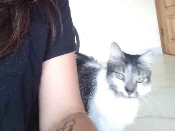 Gato ra a Angorá  idade 2 anos nome Kiri