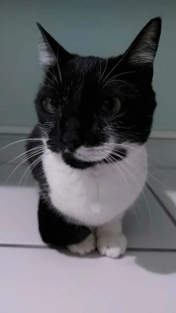 Gato ra a sem raça idade 2 anos nome marri
