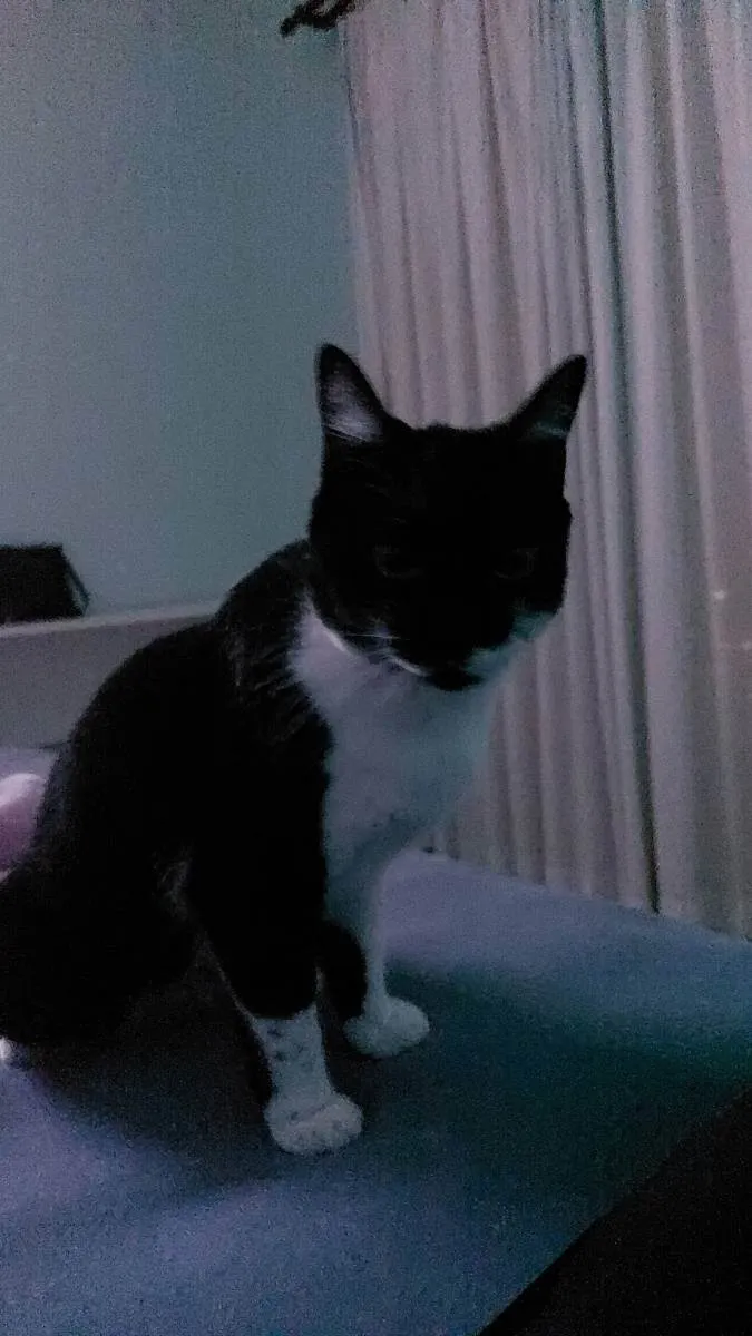 Gato ra a sem raça idade 2 anos nome marri