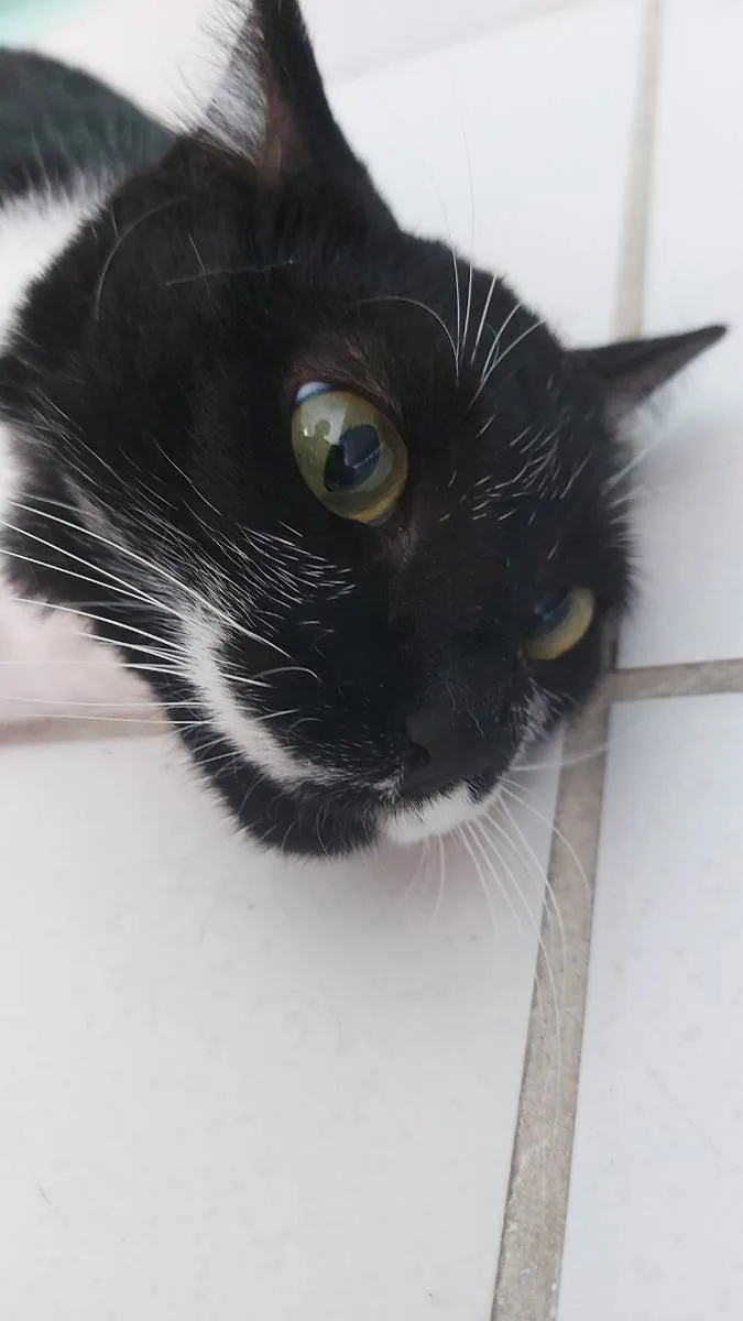 Gato ra a sem raça idade 2 anos nome marri