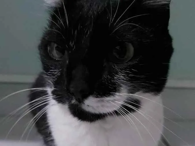 Gato ra a sem raça idade 2 anos nome marri