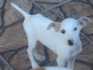 Cachorro raça Fox paulistinha  idade 2 a 6 meses nome Tony