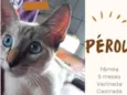 Pérola