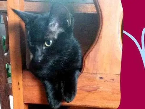 Gato ra a Não sei idade 2 a 6 meses nome Pretinho
