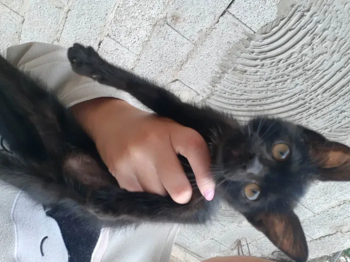 Gato ra a  idade Abaixo de 2 meses nome Sem nome