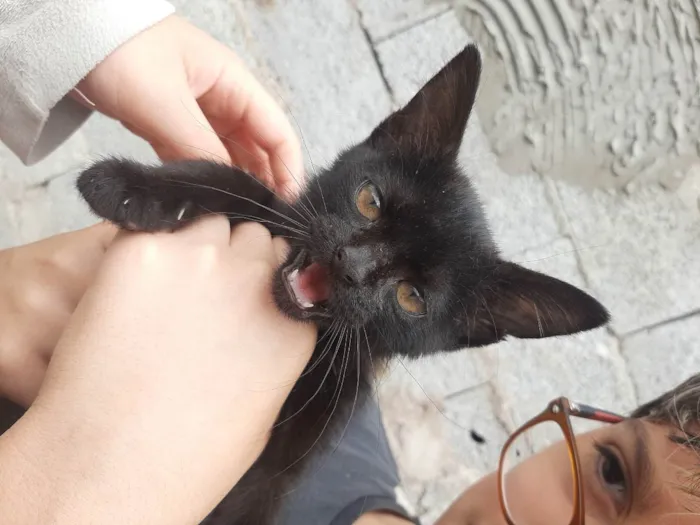 Gato ra a  idade Abaixo de 2 meses nome Sem nome