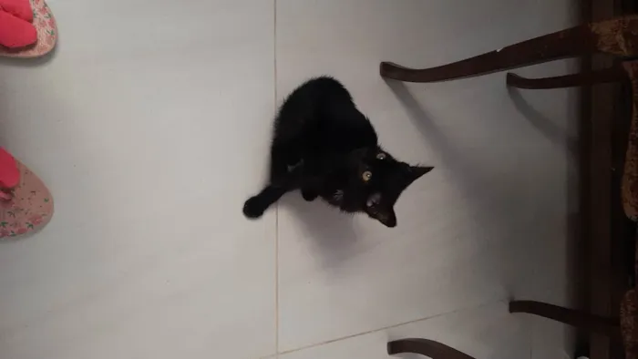 Gato ra a  idade Abaixo de 2 meses nome Sem nome