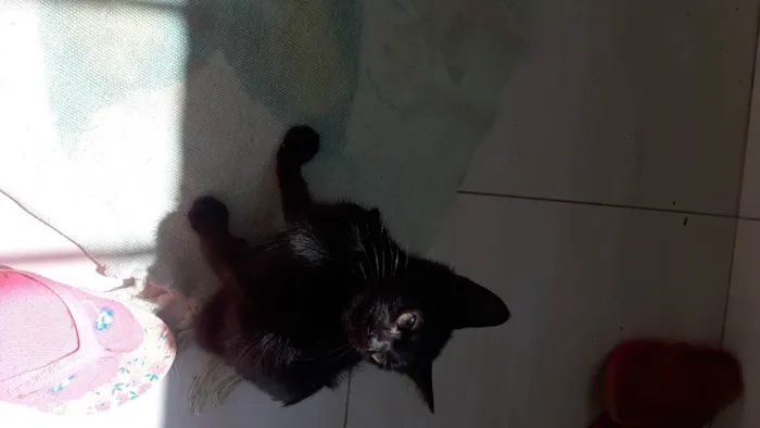 Gato ra a  idade Abaixo de 2 meses nome Sem nome