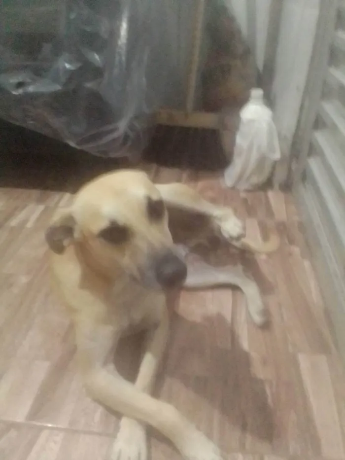 Cachorro ra a Não definida idade 3 anos nome Betovem 