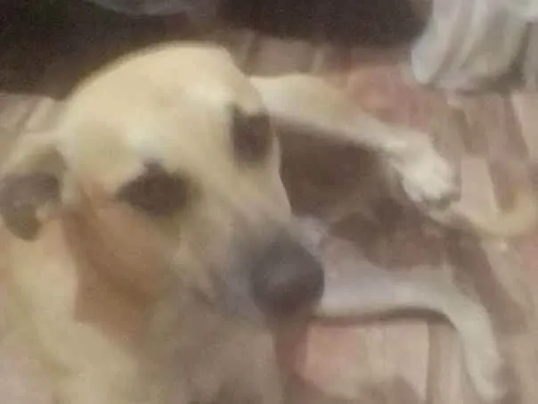 Cachorro ra a Não definida idade 3 anos nome Betovem 