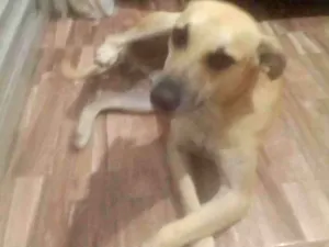 Cachorro raça Não definida idade 3 anos nome Betovem 