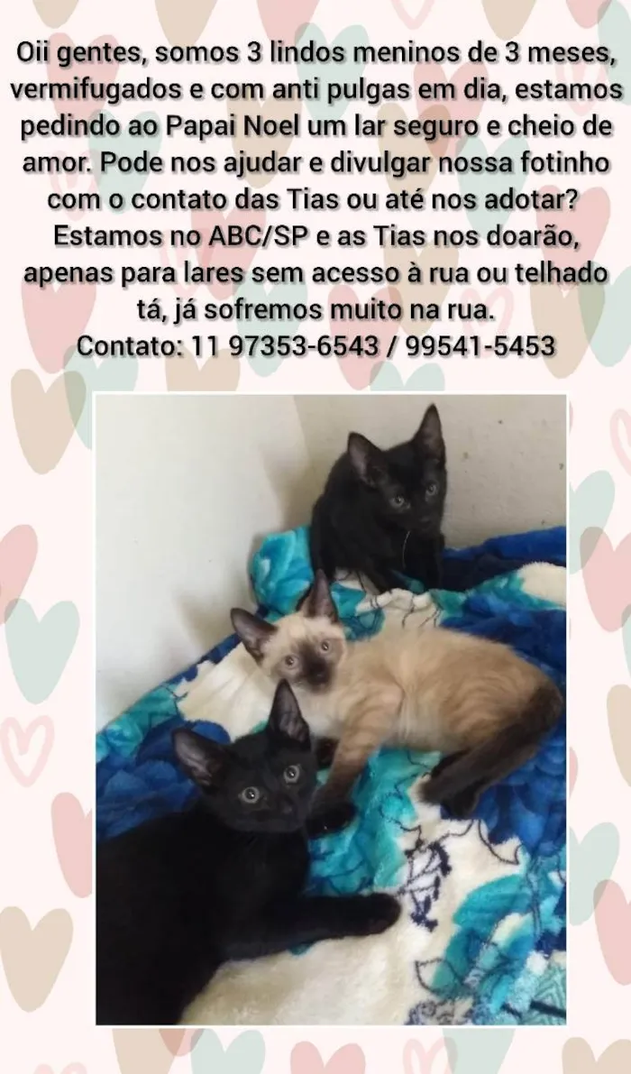 Gato raça Srd idade 2 a 6 meses nome Hugo, Zé, Luiz, pretinhos e escaminhas