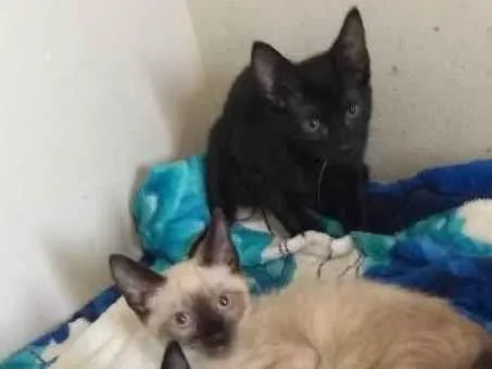 Gato raça Srd idade 2 a 6 meses nome Hugo, Zé, Luiz, pretinhos e escaminhas