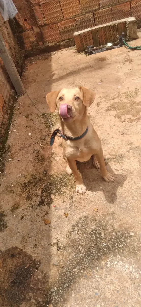 Gato ra a Labrador  idade 2 a 6 meses nome Skay