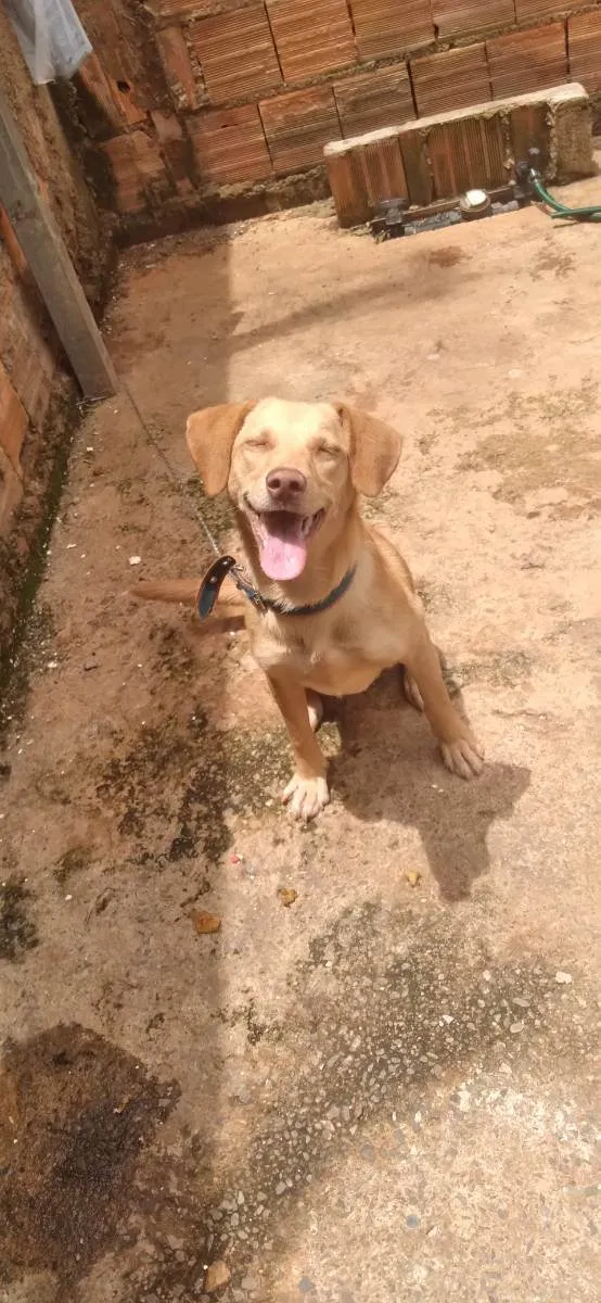 Gato ra a Labrador  idade 2 a 6 meses nome Skay