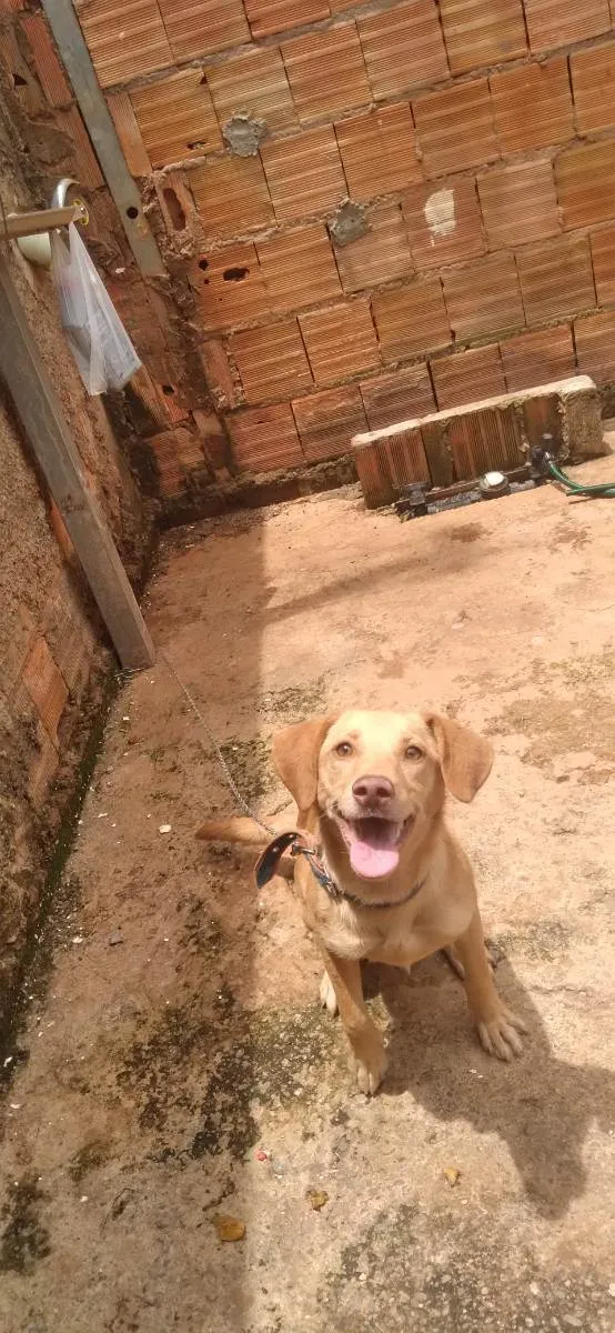 Gato ra a Labrador  idade 2 a 6 meses nome Skay