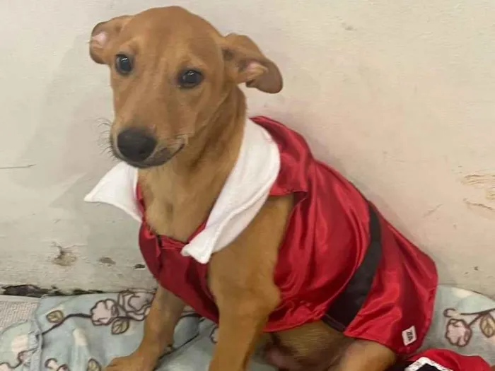 Cachorro raça SRD  idade 2 a 6 meses nome Sem Nome