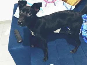 Cachorro raça Srd  idade 7 a 11 meses nome Peppa