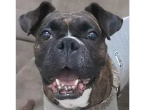 Cachorro raça Boxer idade 1 ano nome Gaia
