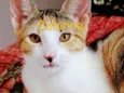 Catarina 
