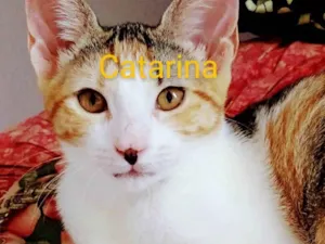 Gato raça Srd idade 2 a 6 meses nome Catarina 