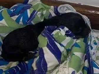 Cachorro ra a Não identificada idade Abaixo de 2 meses nome Não tem