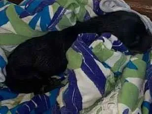 Cachorro ra a Não identificada idade Abaixo de 2 meses nome Não tem