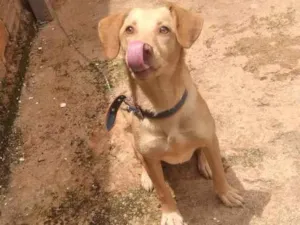 Gato raça Labrador  idade 2 a 6 meses nome Skay