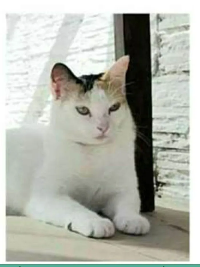 Gato raça srd tricolor idade 1 ano nome DÁLIA