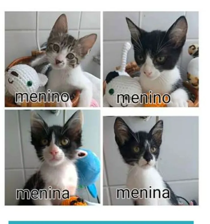 Gato raça srd idade 2 a 6 meses nome Quatro Lindos Bebês 