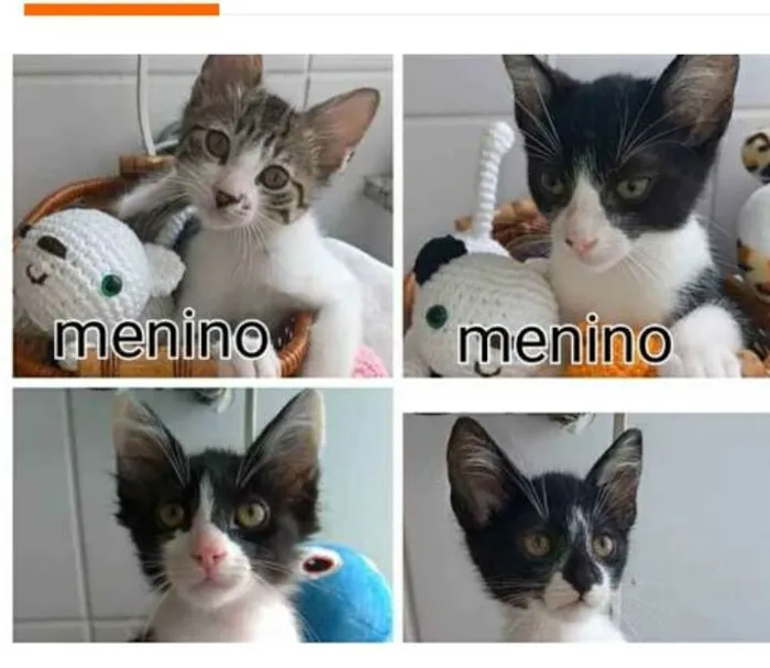 Gato raça srd idade 2 a 6 meses nome Quatro Lindos Bebês 