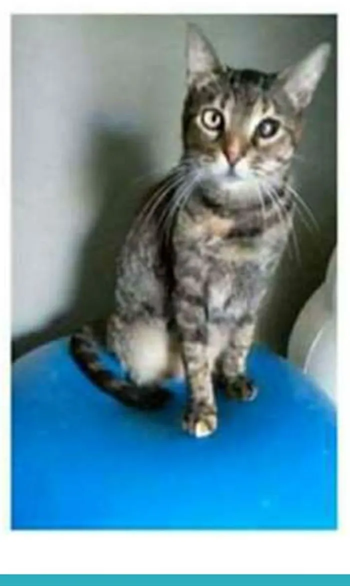 Gato ra a srd tigradinha idade 2 anos nome LISSY