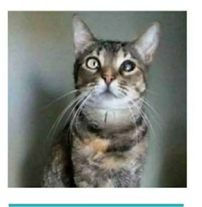Gato ra a srd tigradinha idade 2 anos nome LISSY