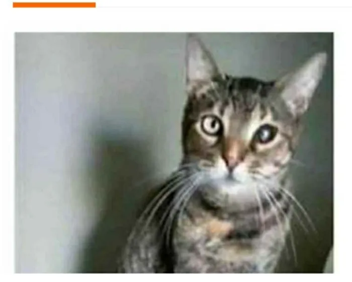 Gato ra a srd tigradinha idade 2 anos nome LISSY