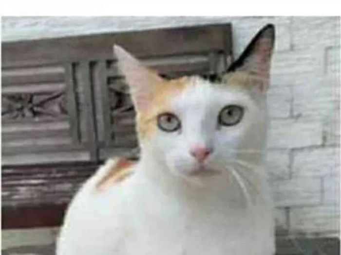Gato raça srd tricolor idade 1 ano nome DÁLIA