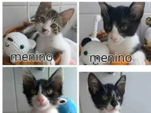 Gato raça srd idade 2 a 6 meses nome Quatro Lindos Bebês 