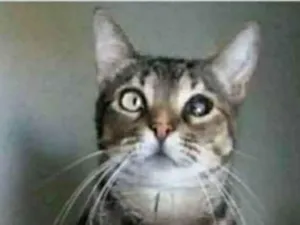 Gato raça srd tigradinha idade 2 anos nome LISSY