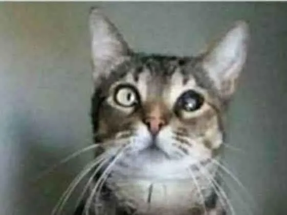 Gato ra a srd tigradinha idade 2 anos nome LISSY
