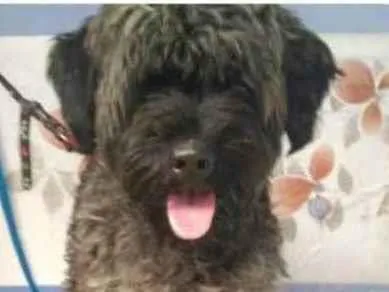 Cachorro ra a SRD idade 2 anos nome Amora