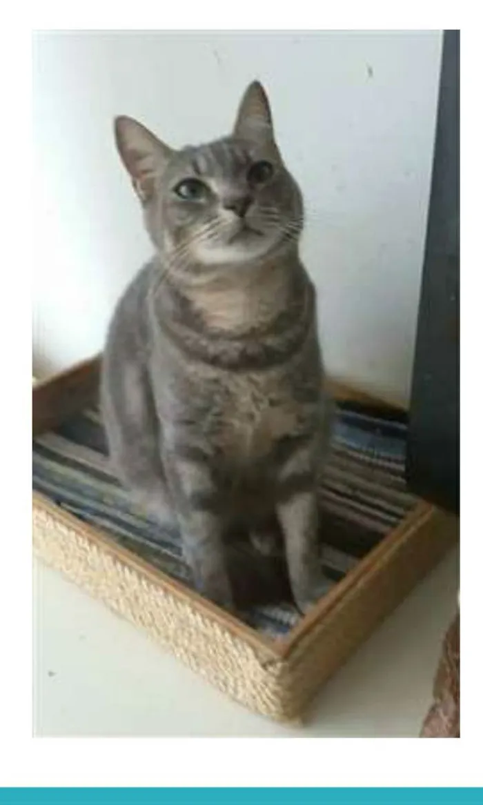 Gato ra a srd tigradinha idade 1 ano nome ADELLY