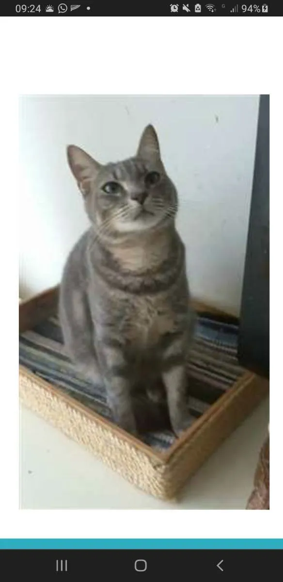 Gato ra a srd tigradinha idade 1 ano nome ADELLY