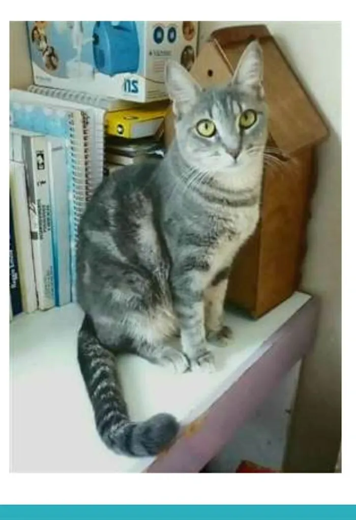 Gato ra a srd tigradinha idade 1 ano nome ADELLY