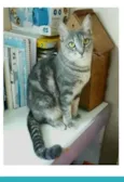 ADELLY