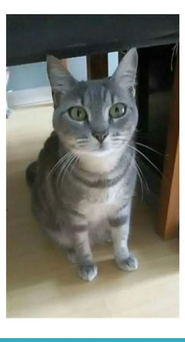 Gato ra a srd tigradinha idade 1 ano nome ADELLY