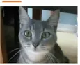 ADELLY